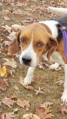 American Foxhound Dogs for adoption in Rustburg, VA, USA