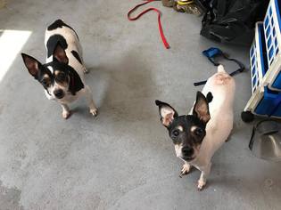 Rat Terrier Dogs for adoption in Beckley, WV, USA