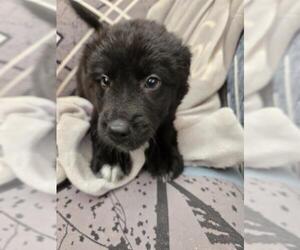 Siberian Husky-Unknown Mix Dogs for adoption in Pueblo, CO, USA