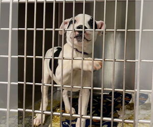 Boxer-Unknown Mix Dogs for adoption in Amarillo, TX, USA