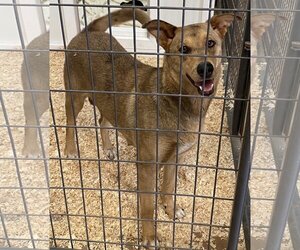 Labrador Retriever-Unknown Mix Dogs for adoption in Woodland, CA, USA