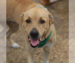 Labrador Retriever-Unknown Mix Dogs for adoption in San Antonio, TX, USA