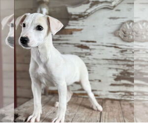 Labrador Retriever-Unknown Mix Dogs for adoption in Carrollton, TX, USA