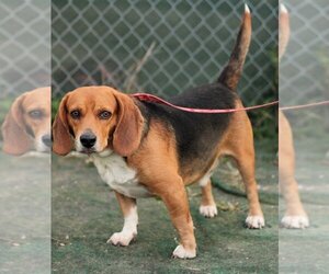 Beagle Dogs for adoption in Evansville, IN, USA
