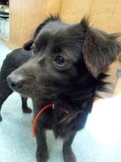 Chiweenie Dogs for adoption in Newton, KS, USA