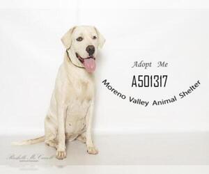 American Bulldog Dogs for adoption in Moreno Valley, CA, USA