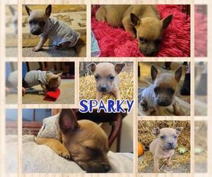 Sheprador Dogs for adoption in Blacksburg, SC, USA