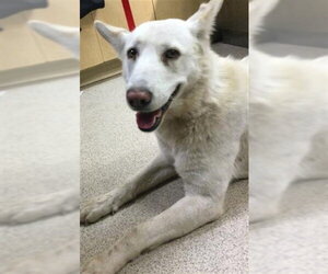 Siberian Husky Dogs for adoption in Riverside, CA, USA