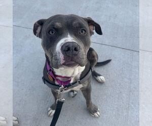 American Pit Bull Terrier-Unknown Mix Dogs for adoption in Fargo, ND, USA