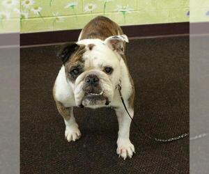 Bulldog Dogs for adoption in Waynesboro, PA, USA