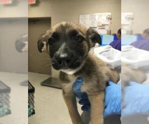 German Shepherd Dog-Unknown Mix Dogs for adoption in Conroe, TX, USA