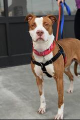 American Bulldog Dogs for adoption in Saint Louis, MO, USA