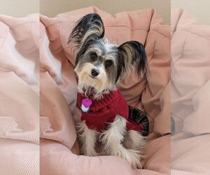 Papillon-Unknown Mix Dogs for adoption in Aurora, CO, USA