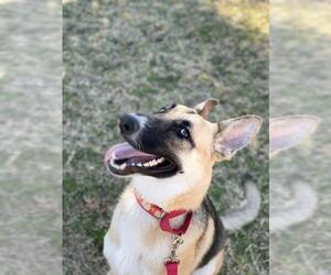 German Shepherd Dog Dogs for adoption in Royse City , TX, USA