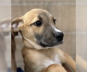 Medium Photo #1 German Shepherd Dog Puppy For Sale in Salinas, CA, USA