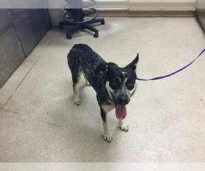 Australian Shepherd Dogs for adoption in Riverside, CA, USA