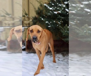 Treeing Walker Coonhound-Unknown Mix Dogs for adoption in Duluth, MN, USA