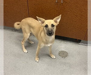 German Shepherd Dog-Unknown Mix Dogs for adoption in Rancho Cucamonga, CA, USA
