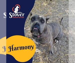 Mastiff Dogs for adoption in Stover, MO, USA