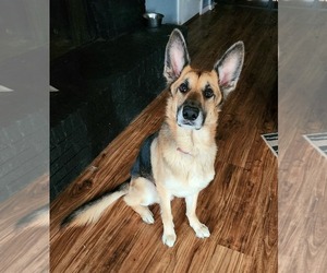 German Shepherd Dog Dogs for adoption in LOGANVILLE, GA, USA