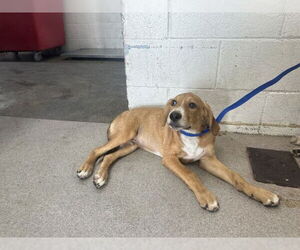 Tibetan Terrier Dogs for adoption in San Bernardino, CA, USA