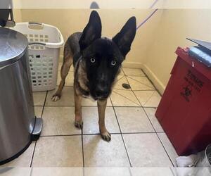 German Shepherd Dog-Unknown Mix Dogs for adoption in Pasadena, CA, USA