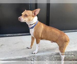Chihuahua-Unknown Mix Dogs for adoption in San Antonio, TX, USA