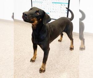Doberman Pinscher Dogs for adoption in Westminster, MD, USA