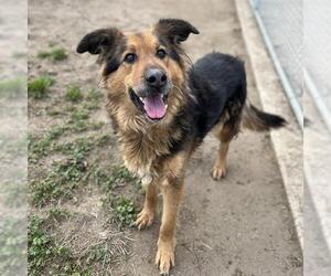 German Shepherd Dog-Unknown Mix Dogs for adoption in Modesto, CA, USA
