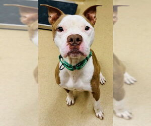 American Pit Bull Terrier Dogs for adoption in Derwood, MD, USA