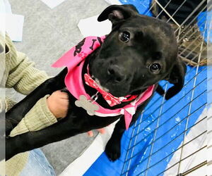 Mutt Dogs for adoption in Holly Springs, NC, USA