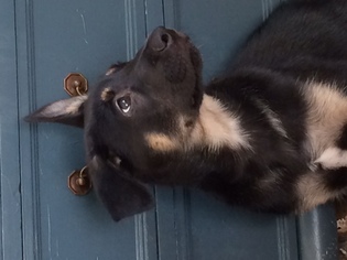 Medium Photo #1 German Shepherd Dog-Siberian Husky Mix Puppy For Sale in Walnut Creek, CA, USA
