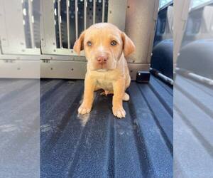 Labrador Retriever-Unknown Mix Dogs for adoption in New York, NY, USA