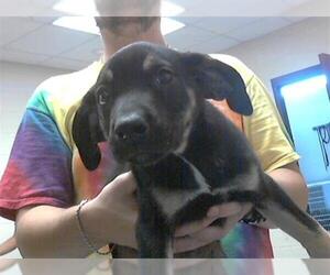 German Shepherd Dog-Unknown Mix Dogs for adoption in Fayetteville, NC, USA