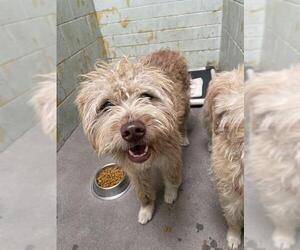 Cairn Terrier-Unknown Mix Dogs for adoption in Stockton, CA, USA