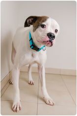 Medium Photo #1 Boxer Puppy For Sale in Eden Prairie, MN, USA