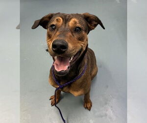 American Bulldog-Labrador Retriever Mix Dogs for adoption in London, Ontario, Canada