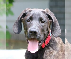 Great Dane Dogs for adoption in Boise, ID, USA