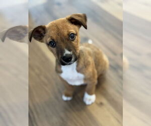 Mutt Dogs for adoption in Plainfield, IL, USA