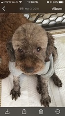 Poodle (Toy) Dogs for adoption in Agoura Hills, CA, USA