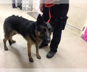 German Shepherd Dog Dogs for adoption in Riverside, CA, USA