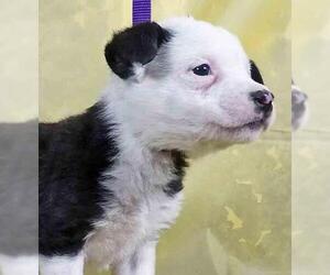 Borador Dogs for adoption in Griffin, GA, USA