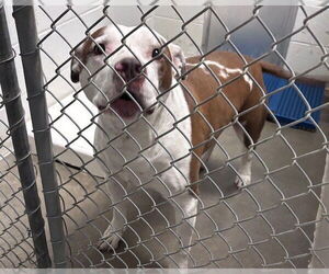 Mutt Dogs for adoption in Olathe, KS, USA