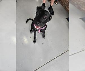 German Shepherd Dog-Unknown Mix Dogs for adoption in Temple, TX, USA