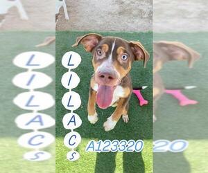 German Wirehaired Pointer-Unknown Mix Dogs for adoption in HESPERIA, CA, USA