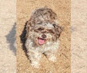 Norfolk Terrier-Unknown Mix Dogs for adoption in Plano, TX, USA