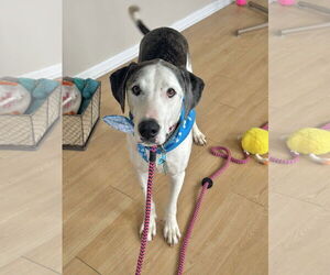 Catahoula Leopard Dog-Unknown Mix Dogs for adoption in Rockaway, NJ, USA