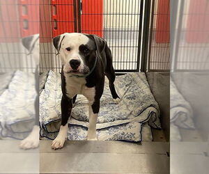 Mutt Dogs for adoption in Modesto, CA, USA