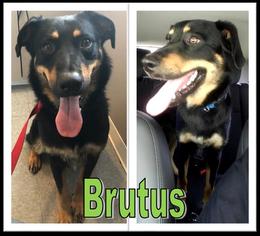 Mutt Dogs for adoption in Marion, KY, USA
