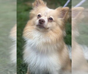 Pomeranian Dogs for adoption in Manahawkin, NJ, USA